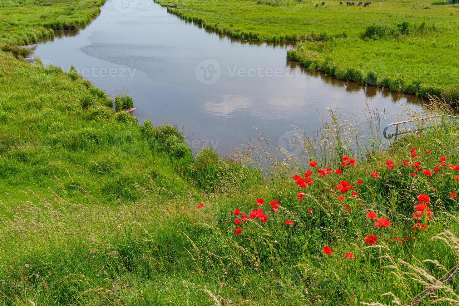 small river near Ditzum in germany photo