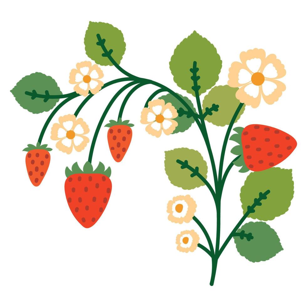 Strawberry Bush with Flowers, Leaves and Berries. Colorful plant with cute line sketches of branches isolated on white background. Nature herb perfect for invitations, cards, posters, holidays vector