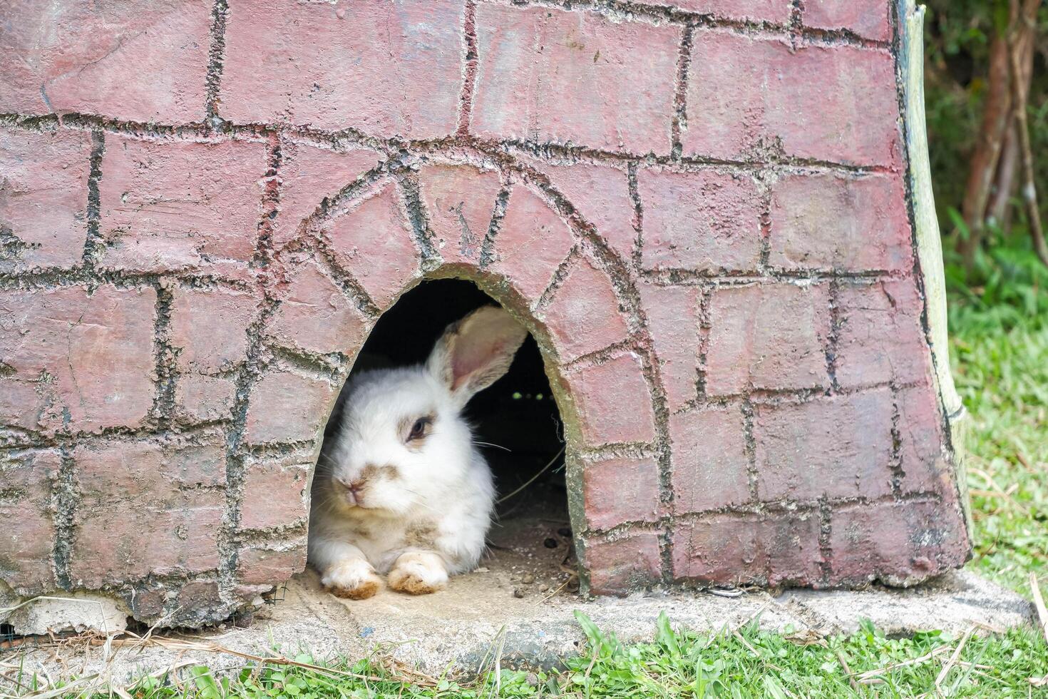 Cute White Rabbit Resting Inside a Brick Hutch Entrance photo