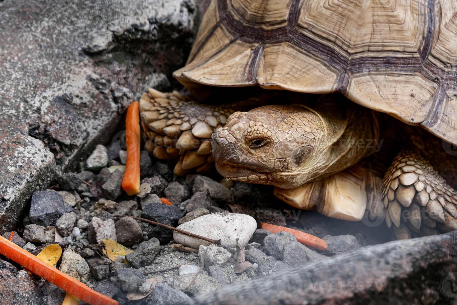 African Spurred Tortoise Resting Among Rocks and Carrot Pieces photo