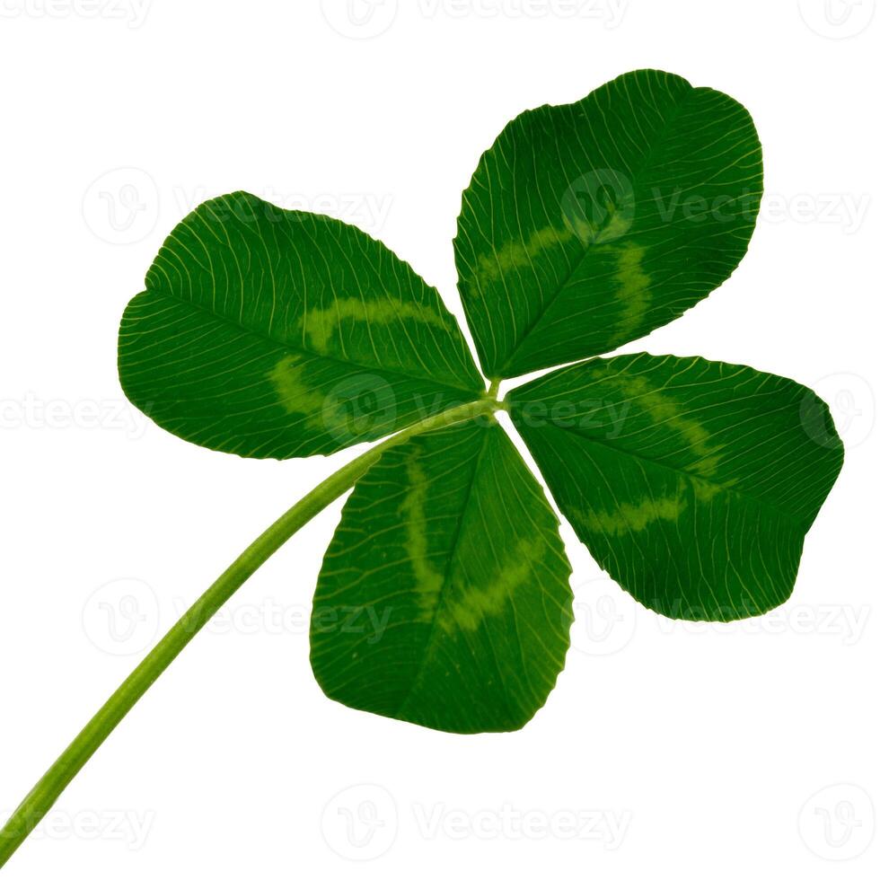 4 leaf lucky clover isolated on white photo