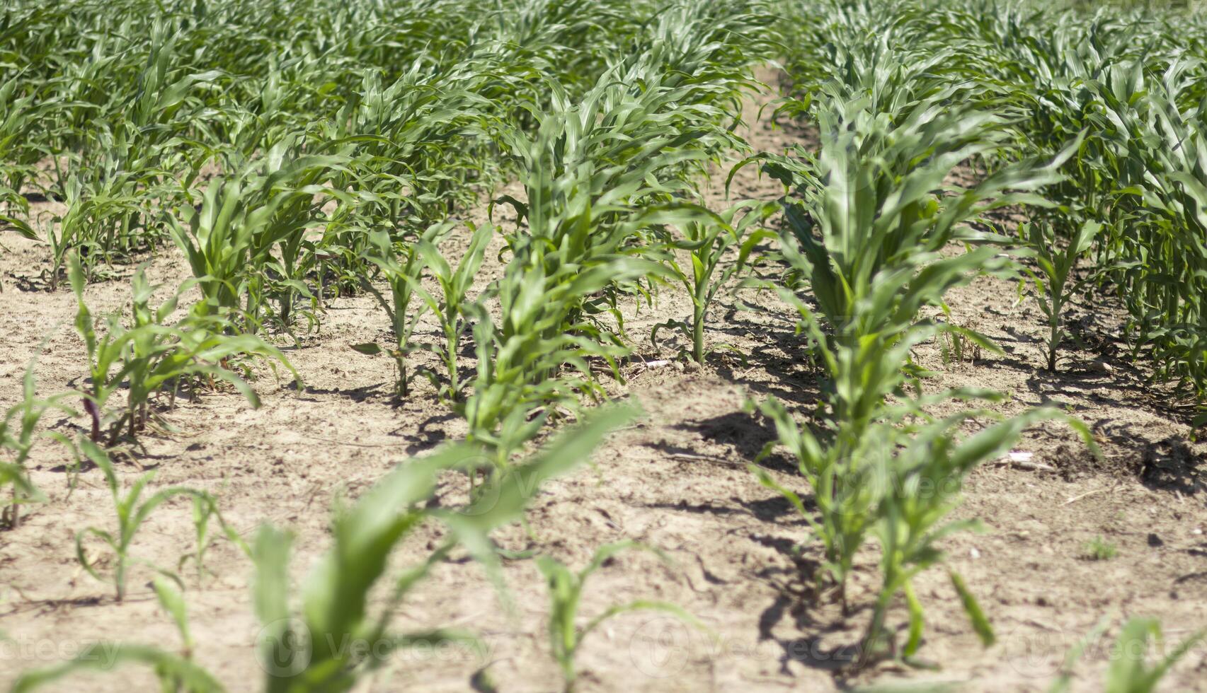 Bright green Rows of corn in a sunny orchard during daytime photo