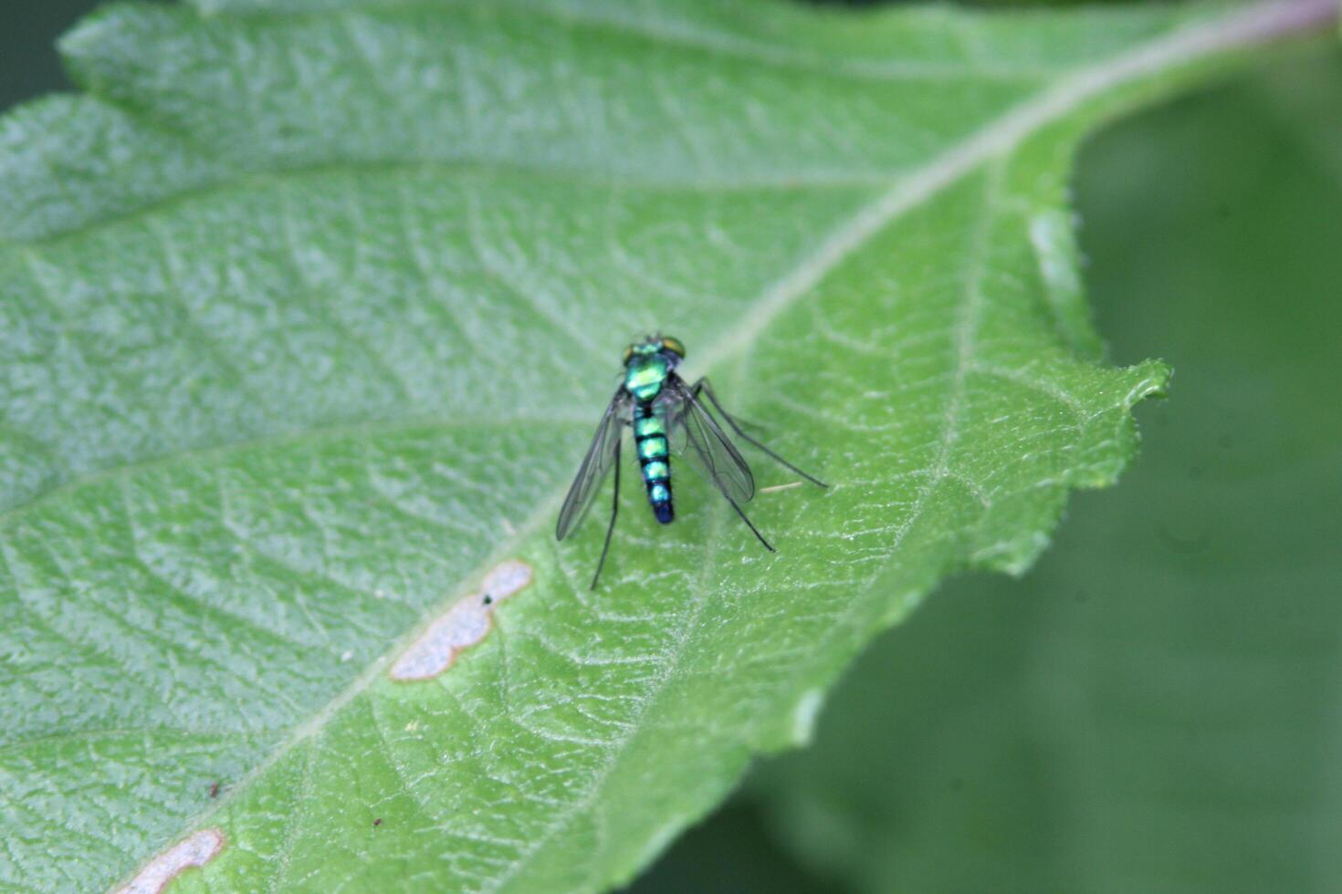 common green bottle fly photo