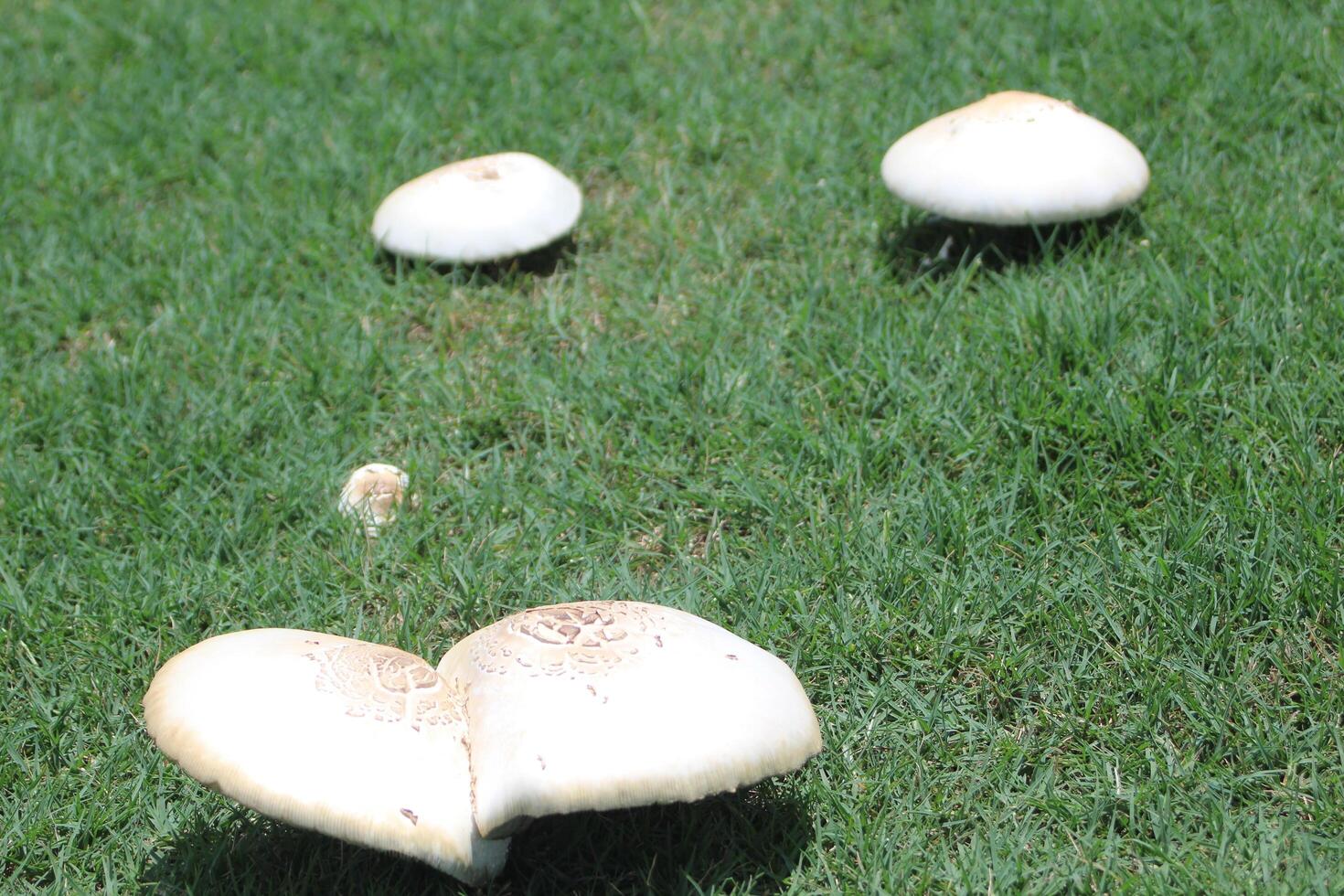 white toadstool mushrooms on green grass photo