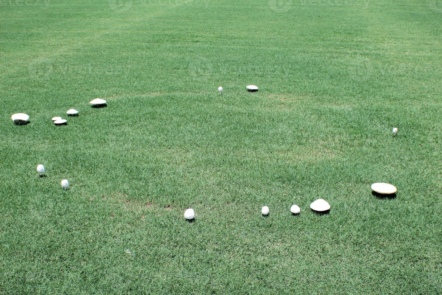 Fairy ring of toadstool mushrooms photo