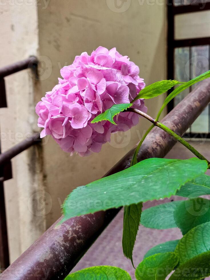 A lone pink hydrangea bloom leans over a metal railing in an urban courtyard. The delicate flower contrasts softly with the industrial background and textured floor tiles photo