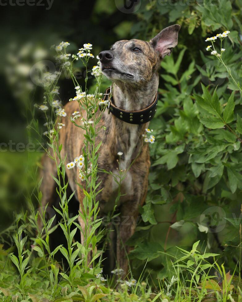 brindle colored greyhound photo