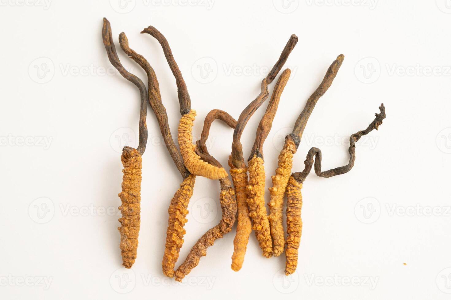 Cordyceps Ophiocordyceps sinensis mushroom herb is fungus for used as medicine photo