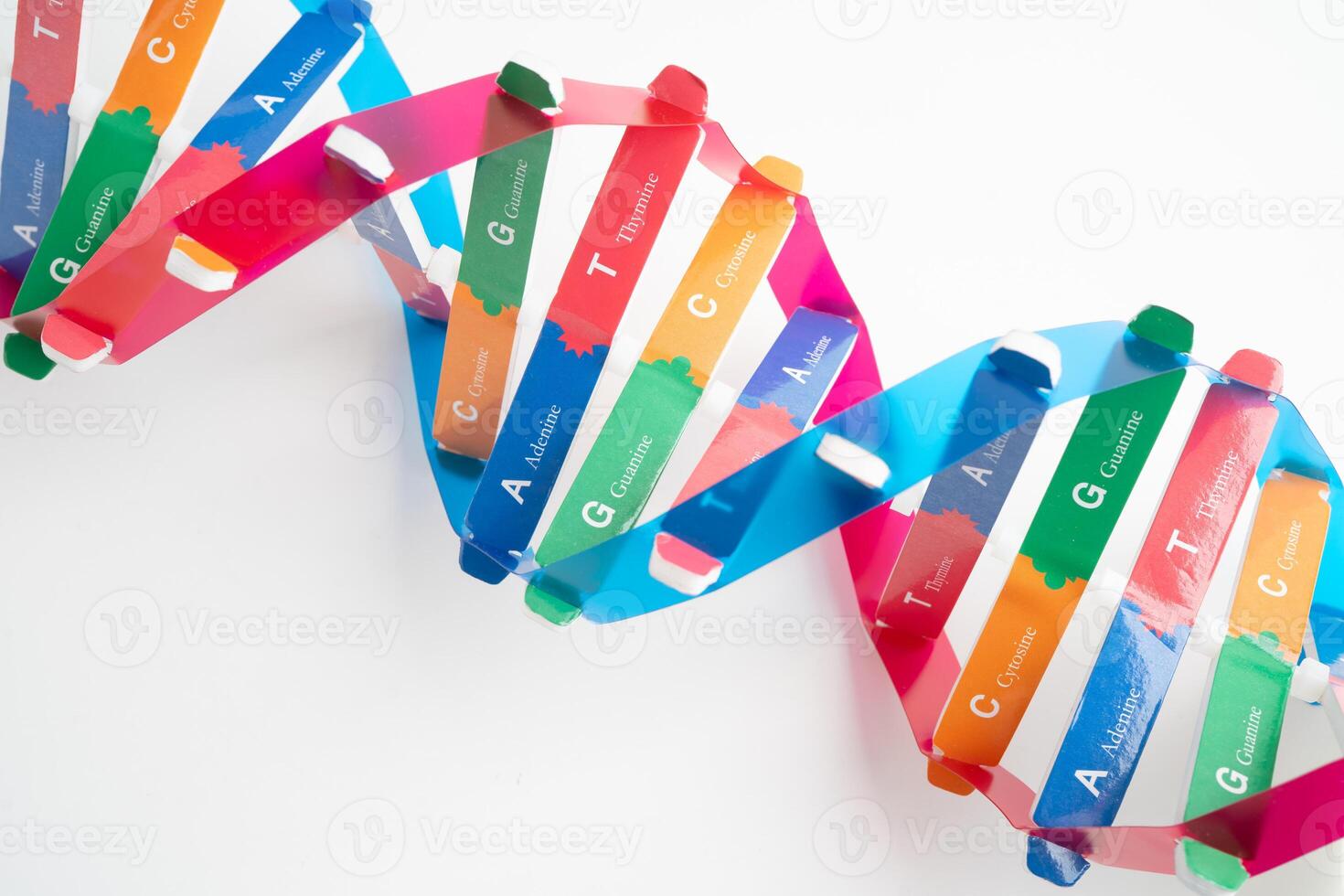 DNA or Deoxyribonucleic acid is a double helix chains structure formed by base pairs attached to sugar phosphate photo