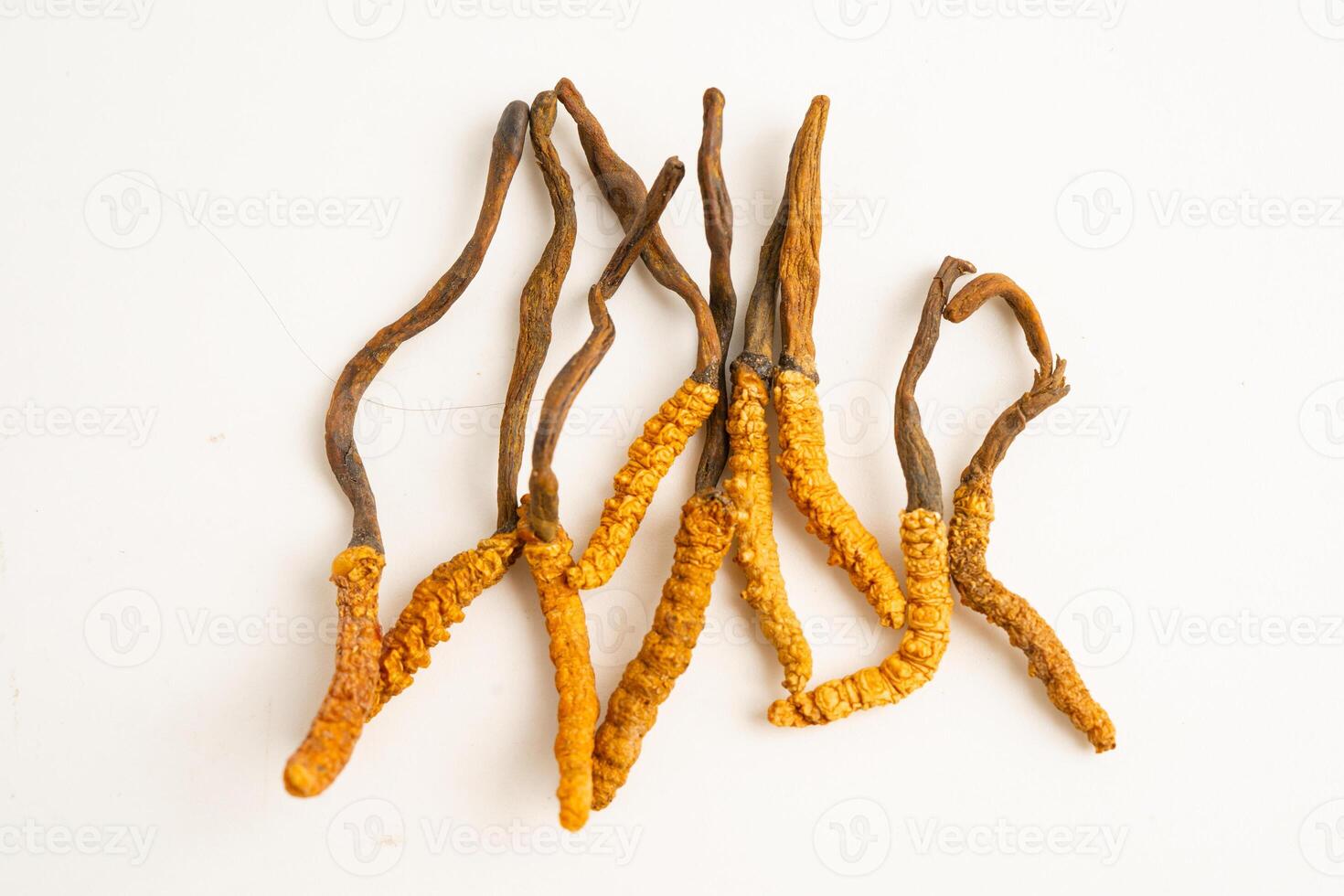 Cordyceps Ophiocordyceps sinensis mushroom herb is fungus for used as medicine on white photo