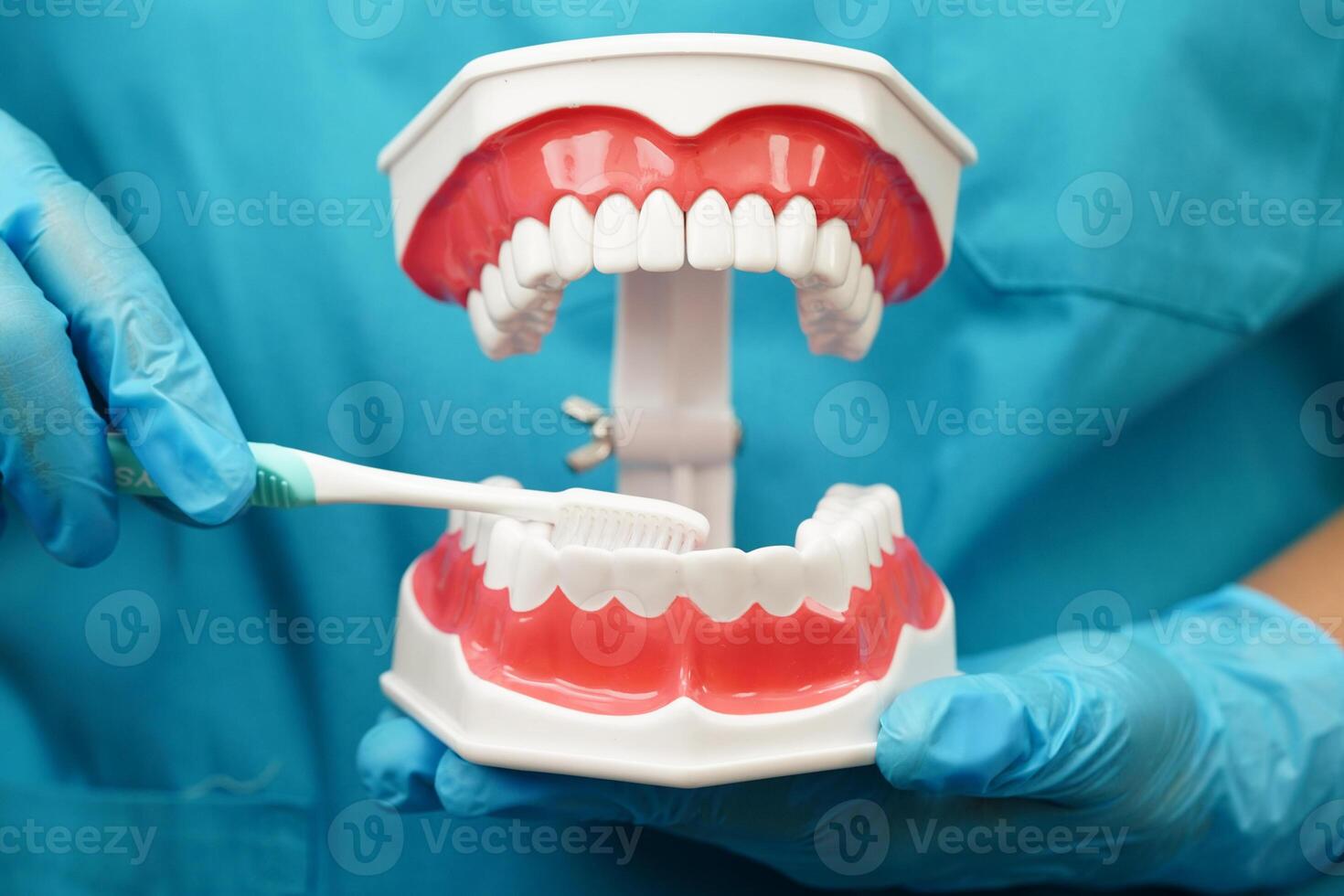 dentist cleaning teeth of dental model with tooth brush patient and studying about dentistry. photo