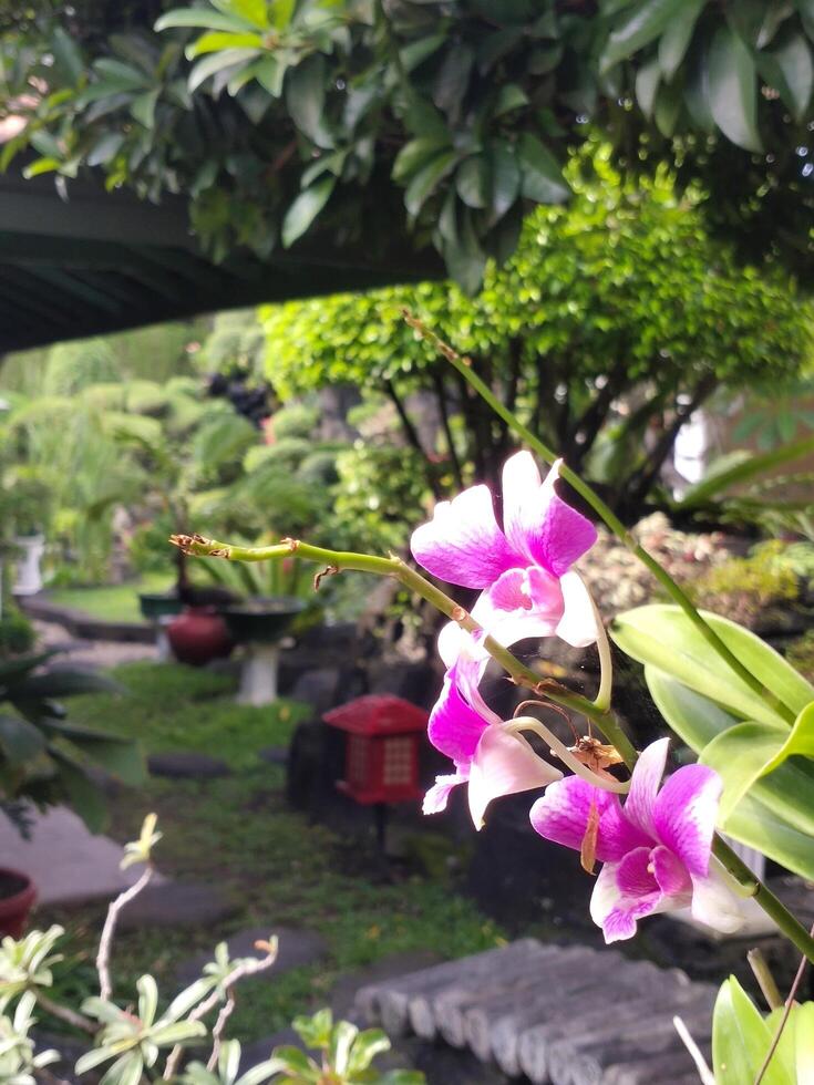 Orchid flower are blooms during the day photo