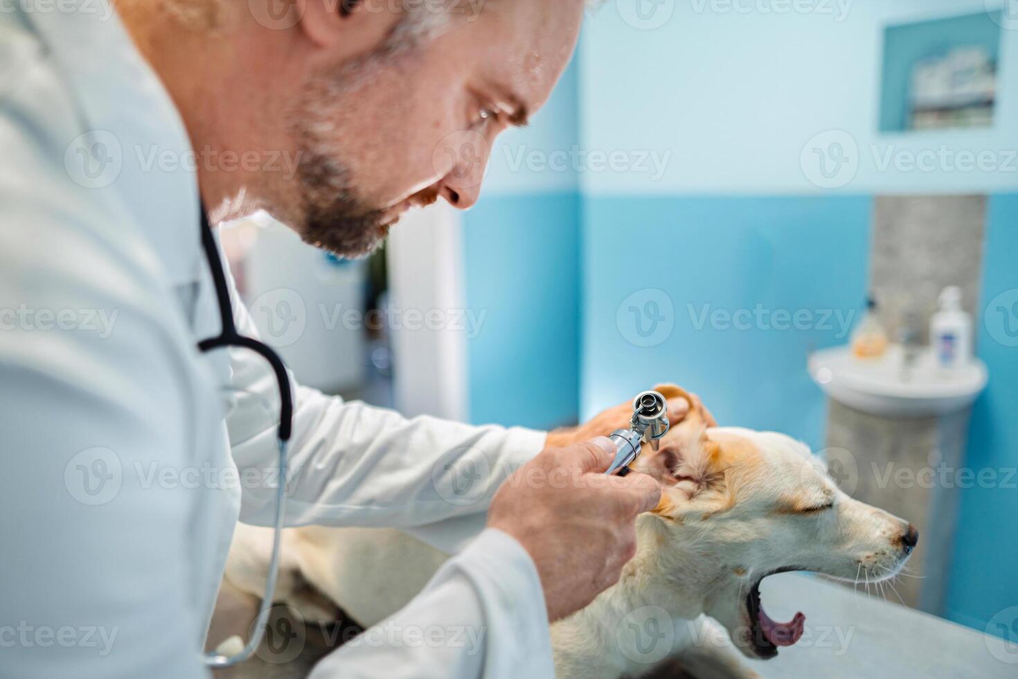 Caring vet examines dog's ear at a sunny clinic during the day photo