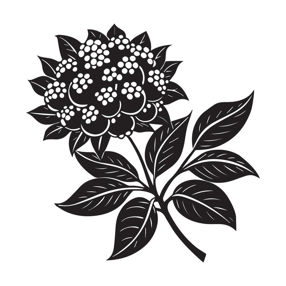Elegant Black and White Illustration of a Lush Ginseng Plant with Berries, a Detailed Botanical Drawing, Evoking a Serene and Natural Mood vector