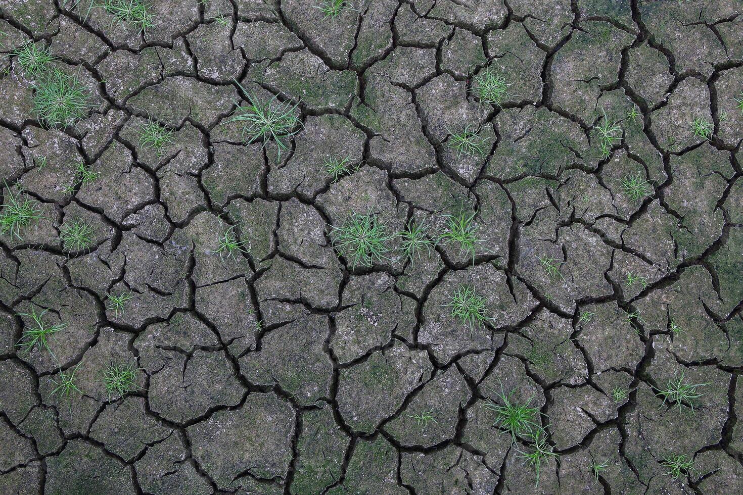 cracked soak ground with green grass for pattern and background. photo