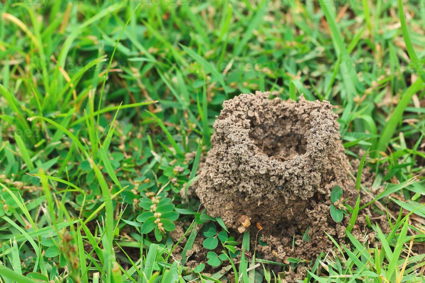Anthill with green grass background photo