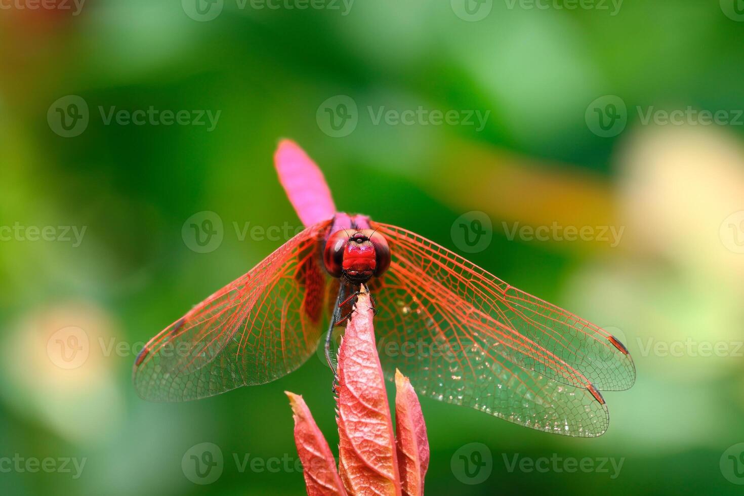 The red dragonfly holds on top of tree photo