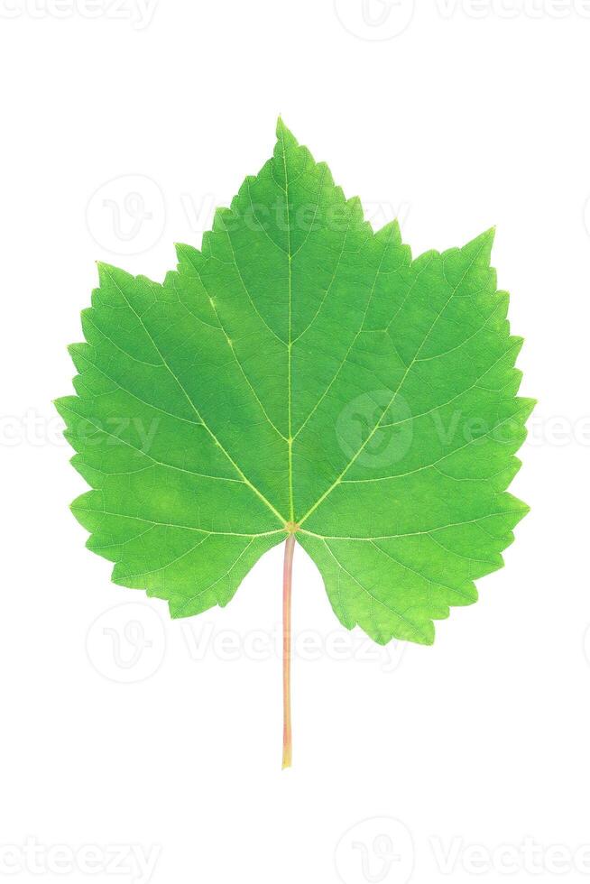 Green grape leaf isolated on white photo