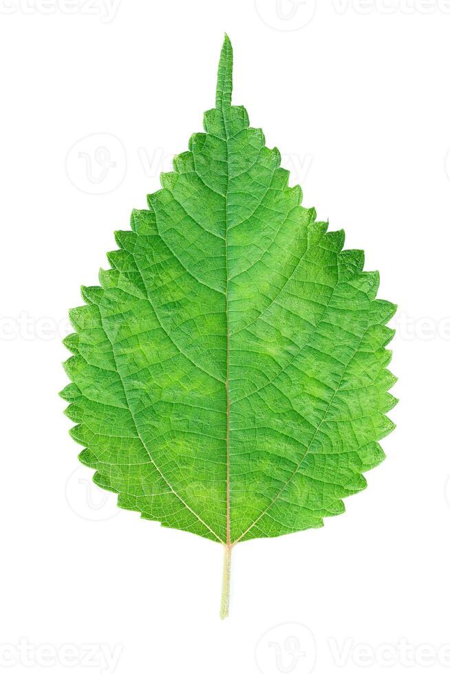 One serrated green leaf isolated on white photo