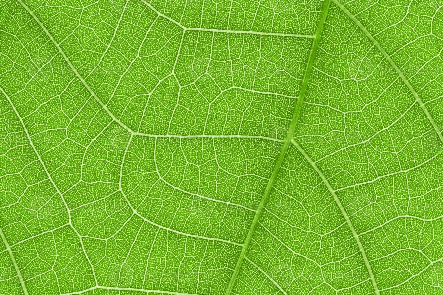 Design on leaf texture for pattern and background photo