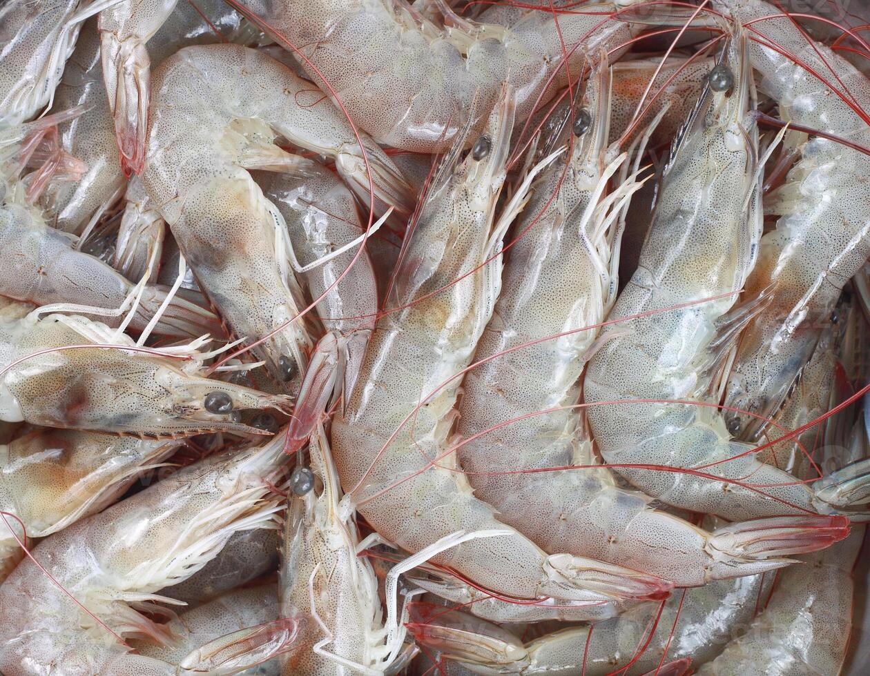 river prawns for pattern photo