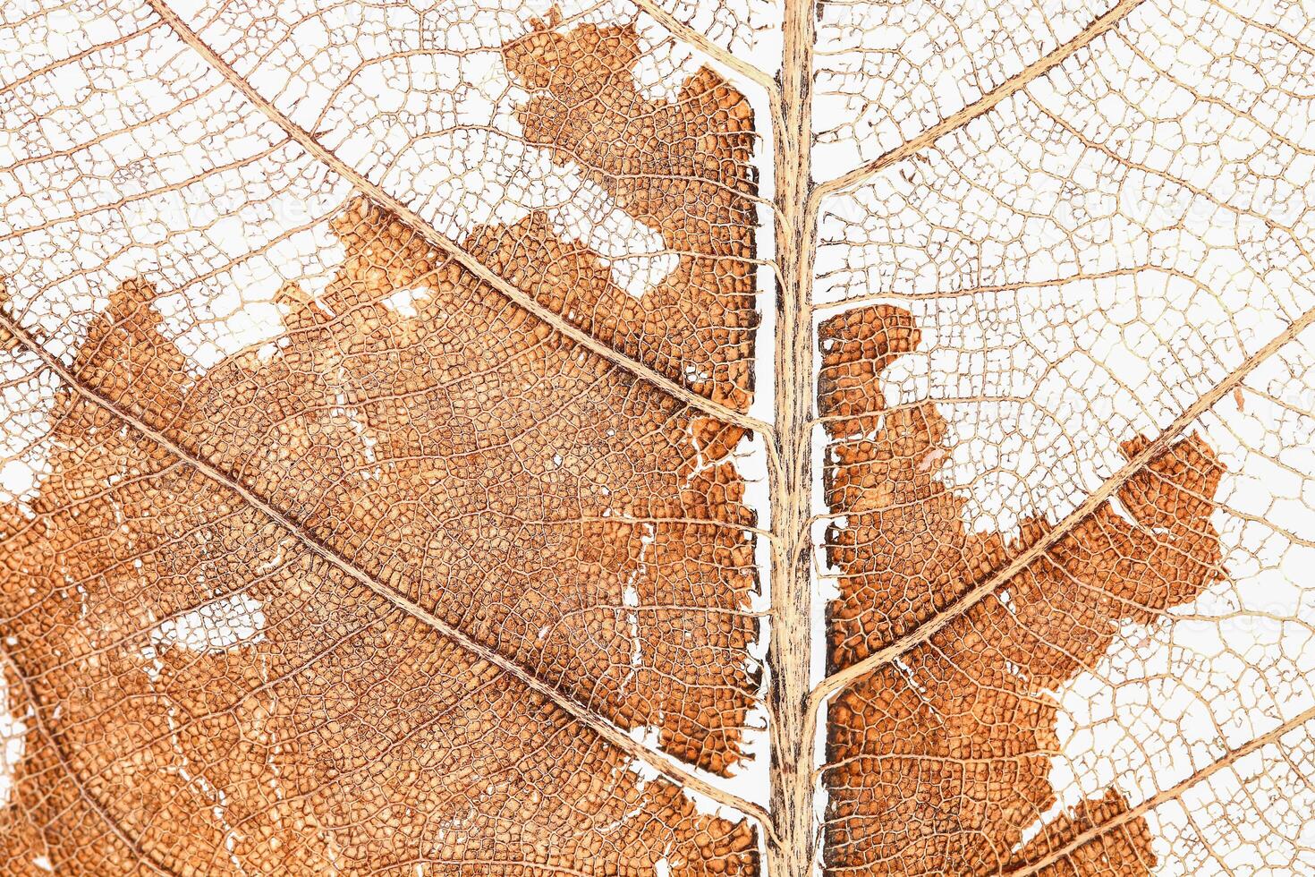 dry damaged leaf for pattern photo