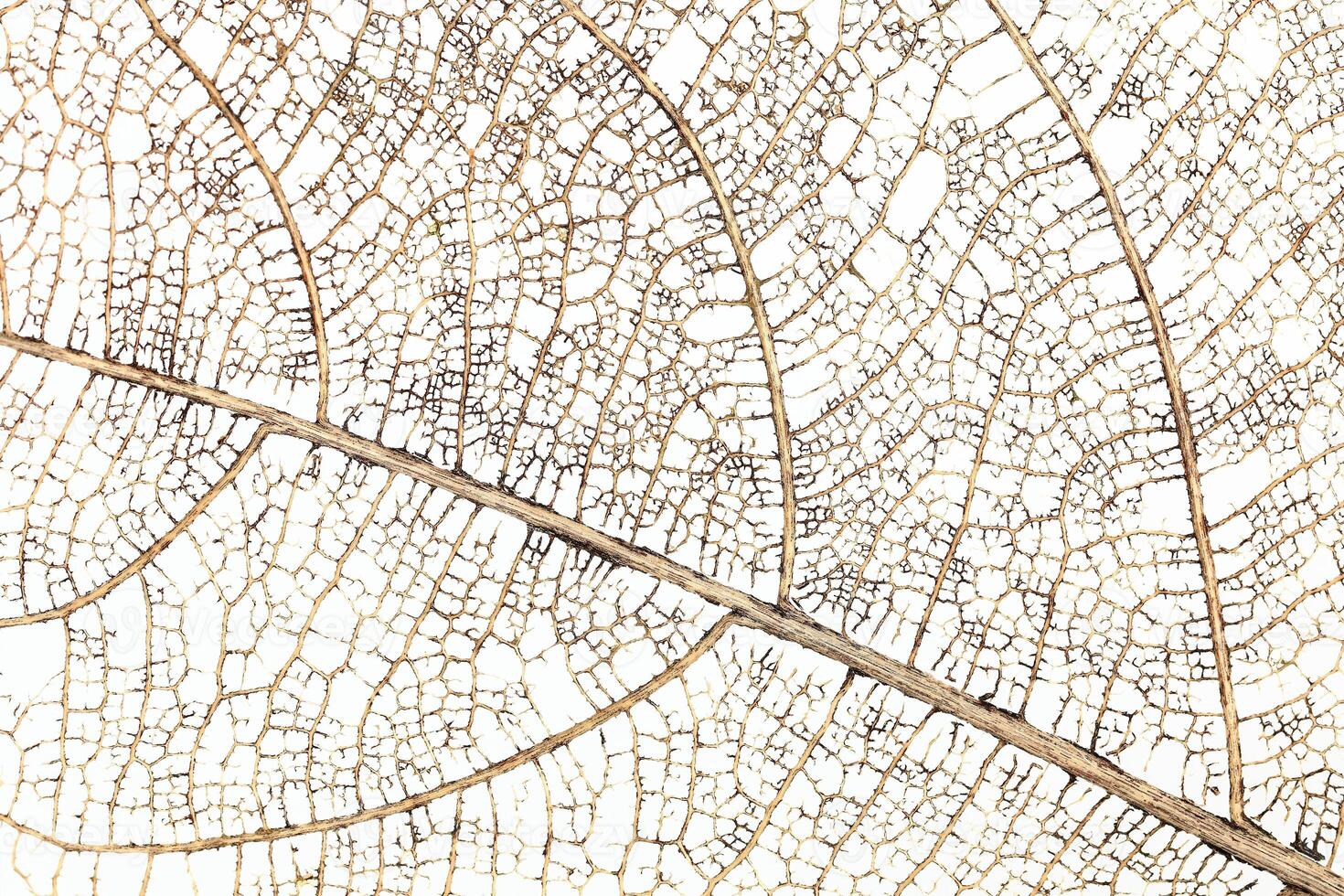dry branch of leaf for pattern and background photo