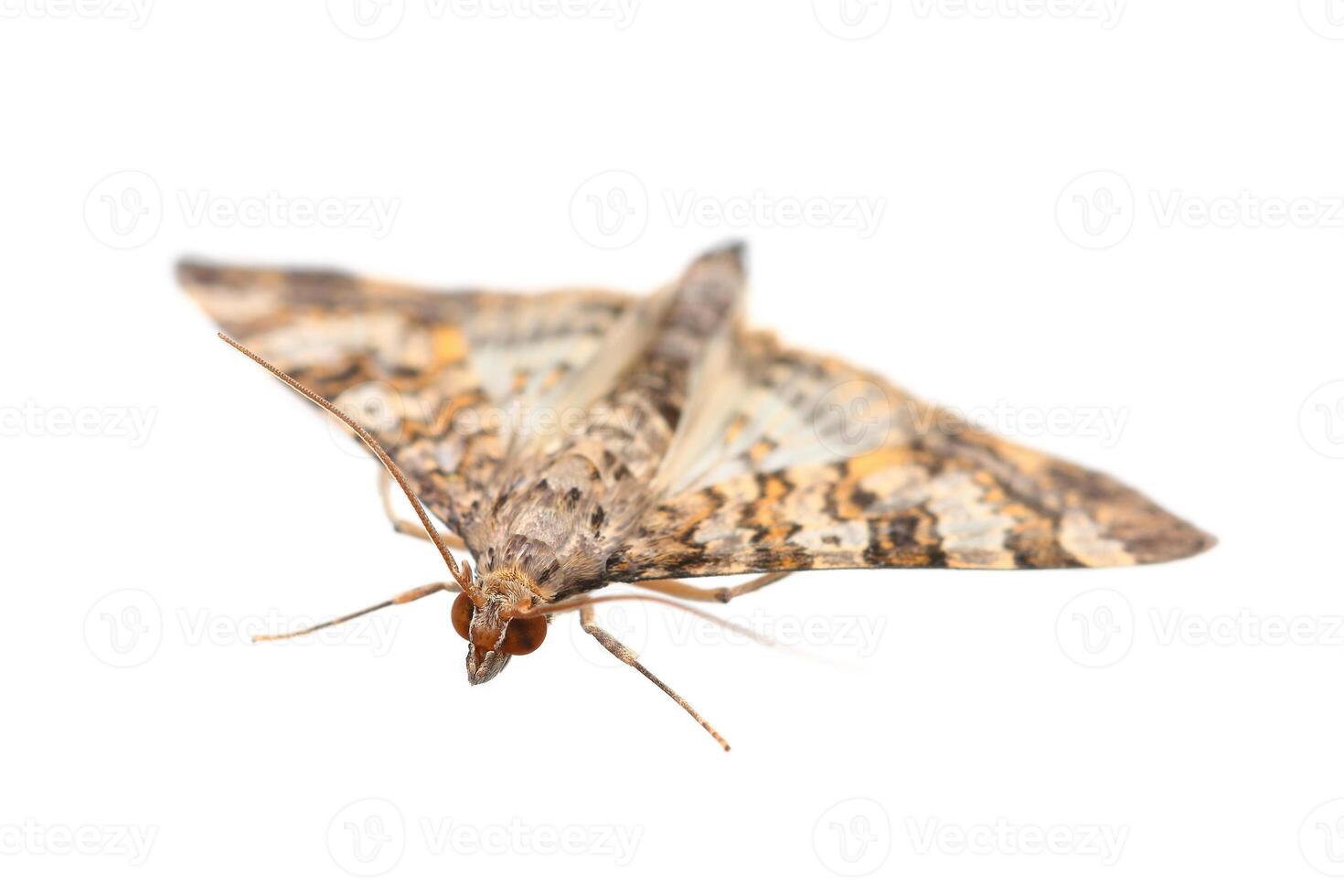 Night butterfly isolated on white photo