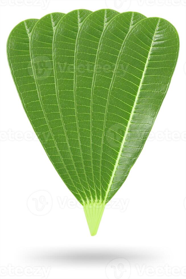 Six Plumeria leaves isolated on white photo
