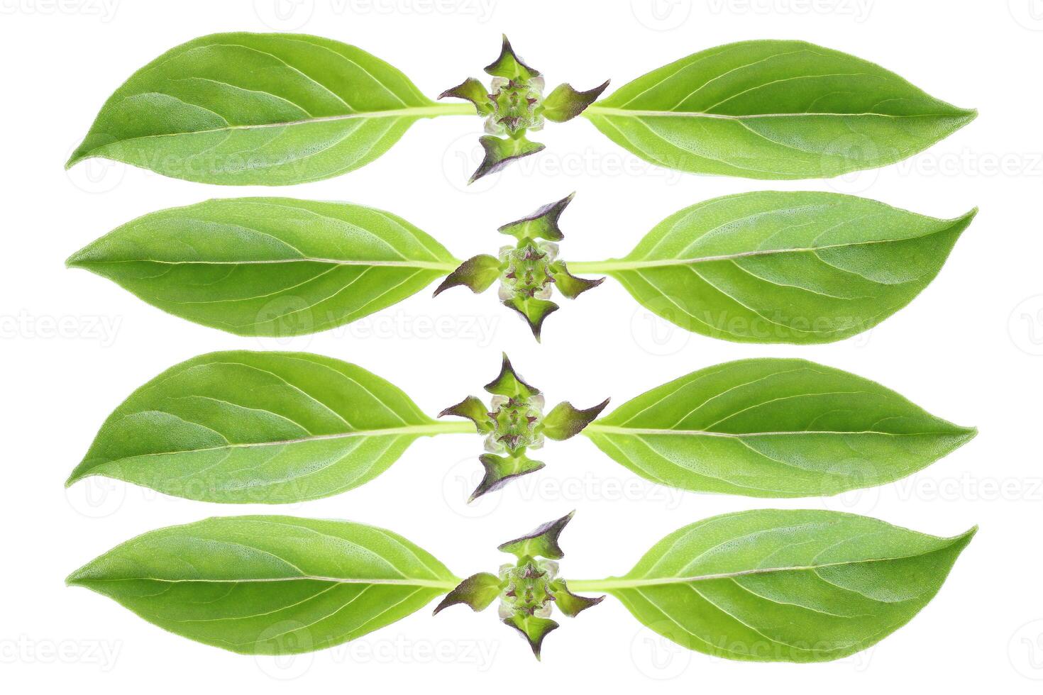green hairy basil leaves isolated on white photo