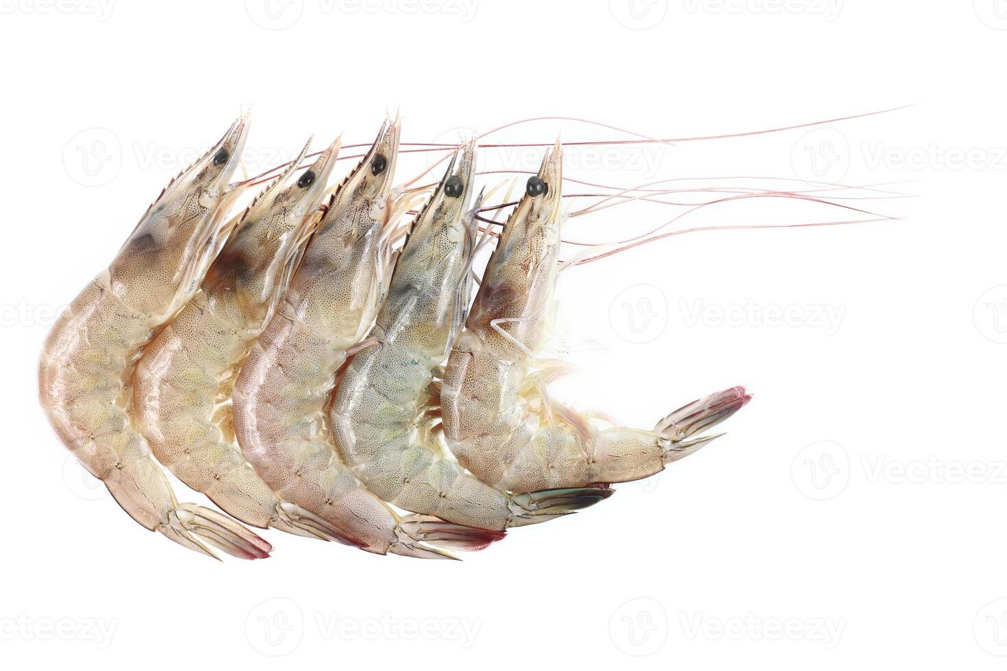 five river prawns isolated on white photo