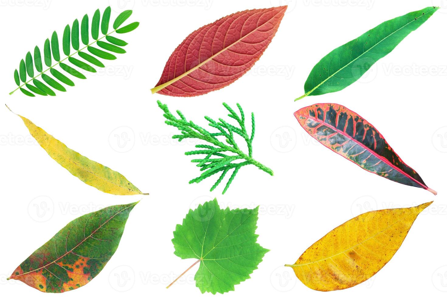Collection of colorful various leaves isolated on white photo