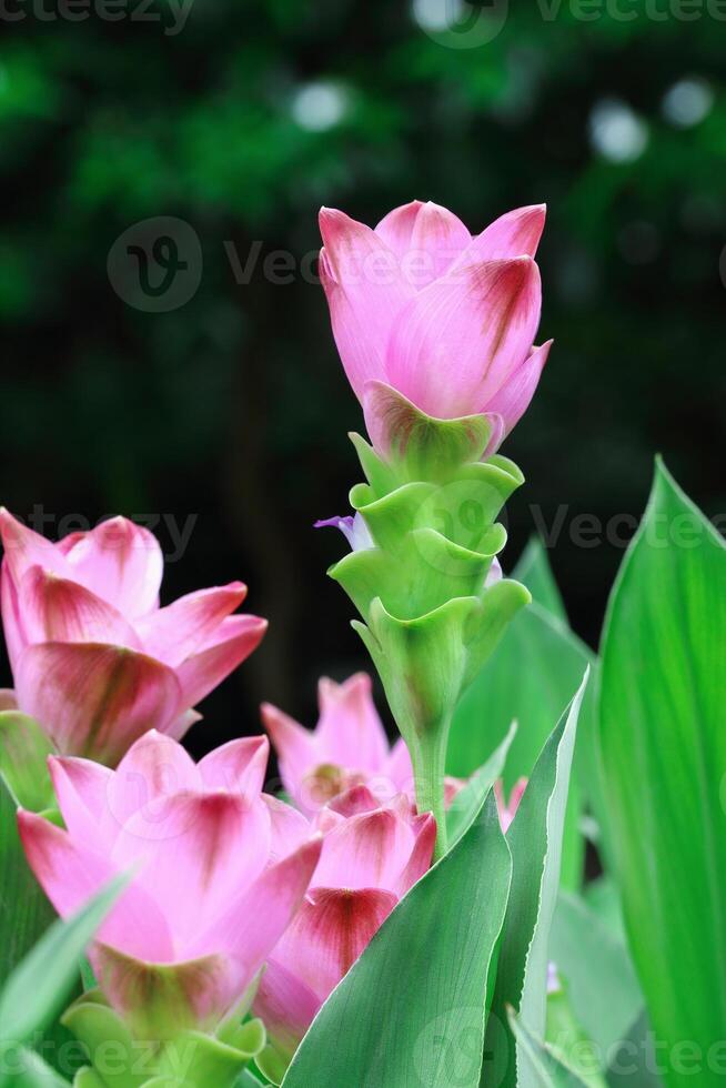beautiful siam tulip for pattern photo