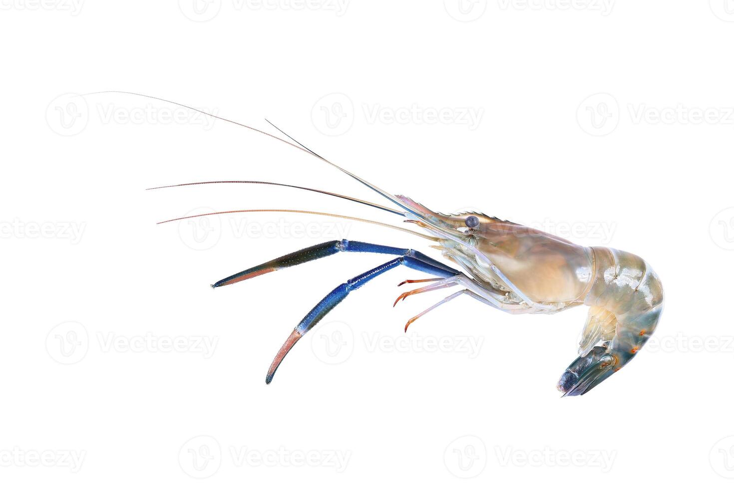 one giant freshwater prawn isolated on white photo