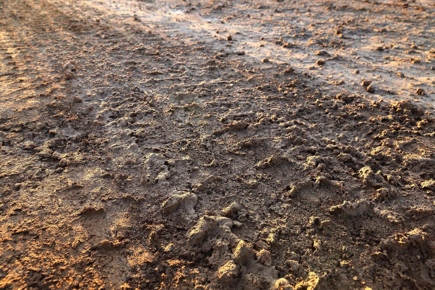 rutty road and mud under sunlight photo