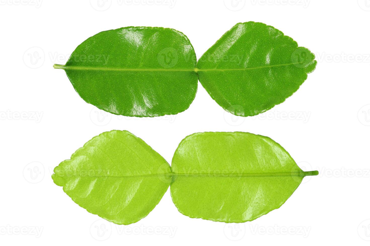 green kaffir lime leaf front and back side isolated on white photo