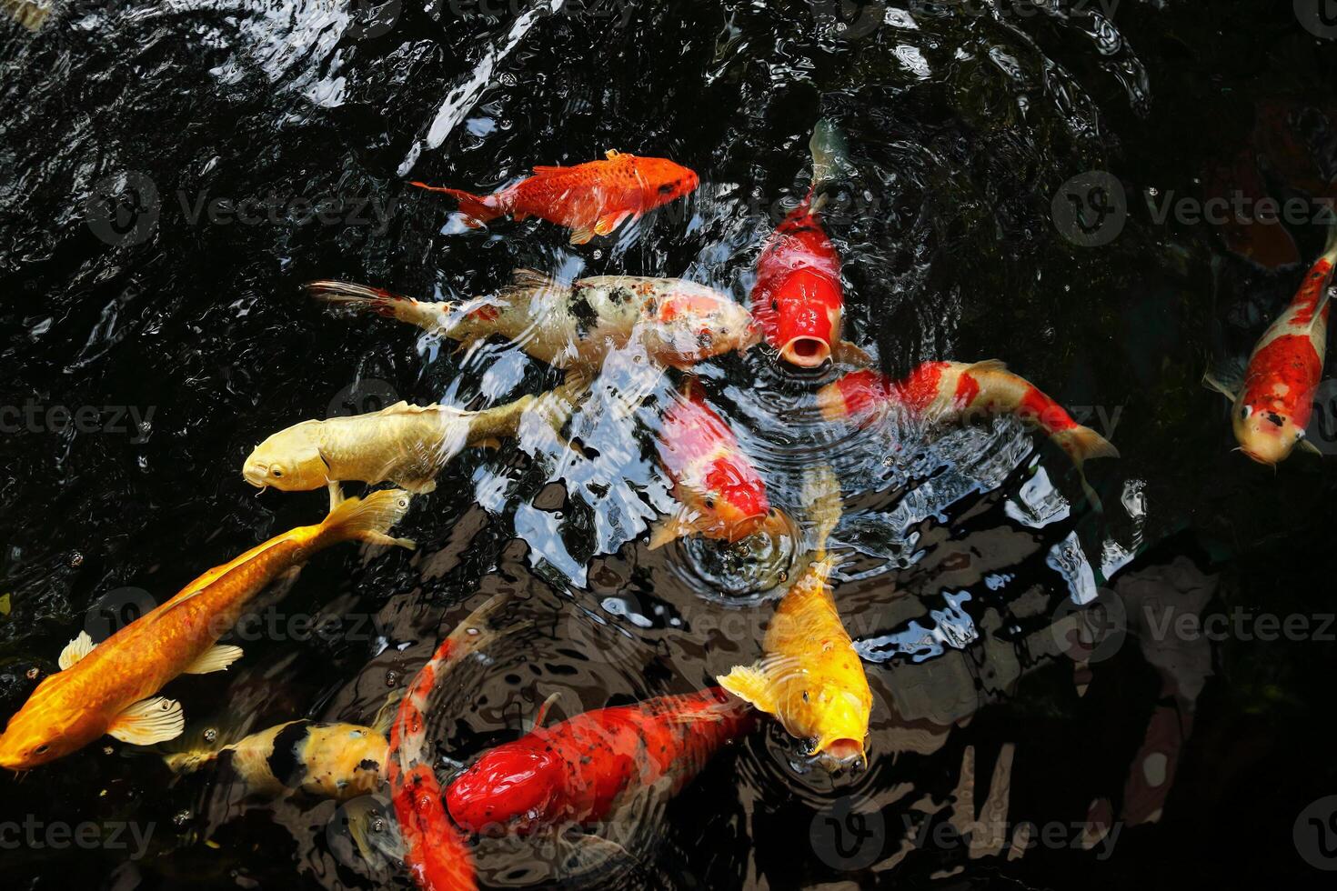 fancy carp or mirror carp swim in the pool photo