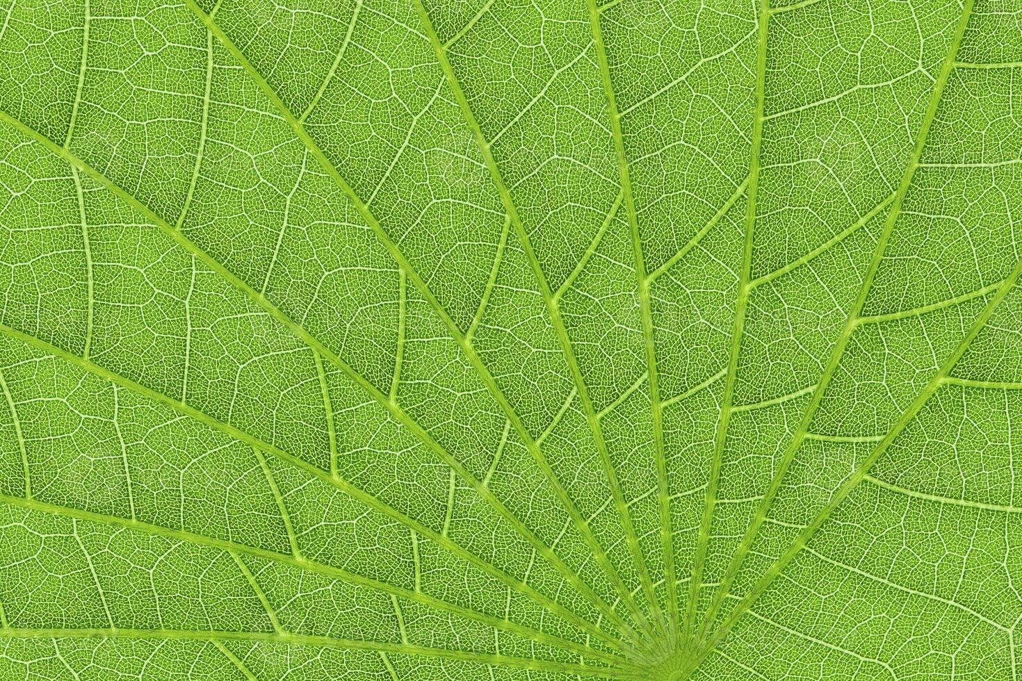 green leaf texture background for pattern and design photo