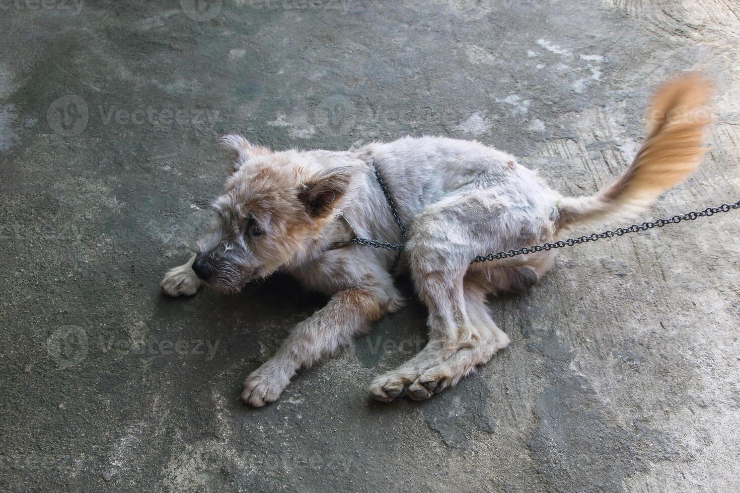 one stray dog is chained and lies on cement floor photo