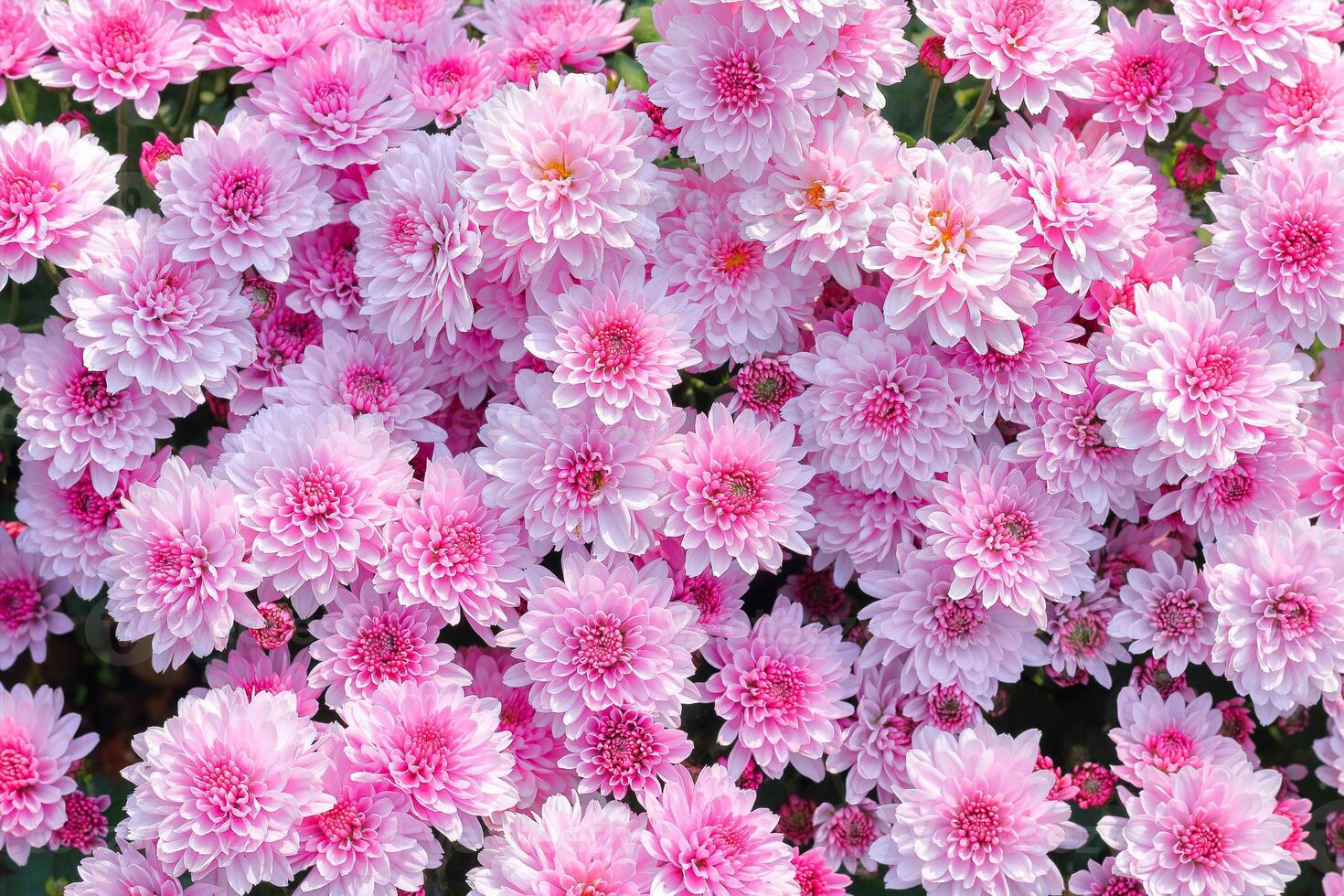 beautiful white and pink chrysanthemum for pattern and background. photo