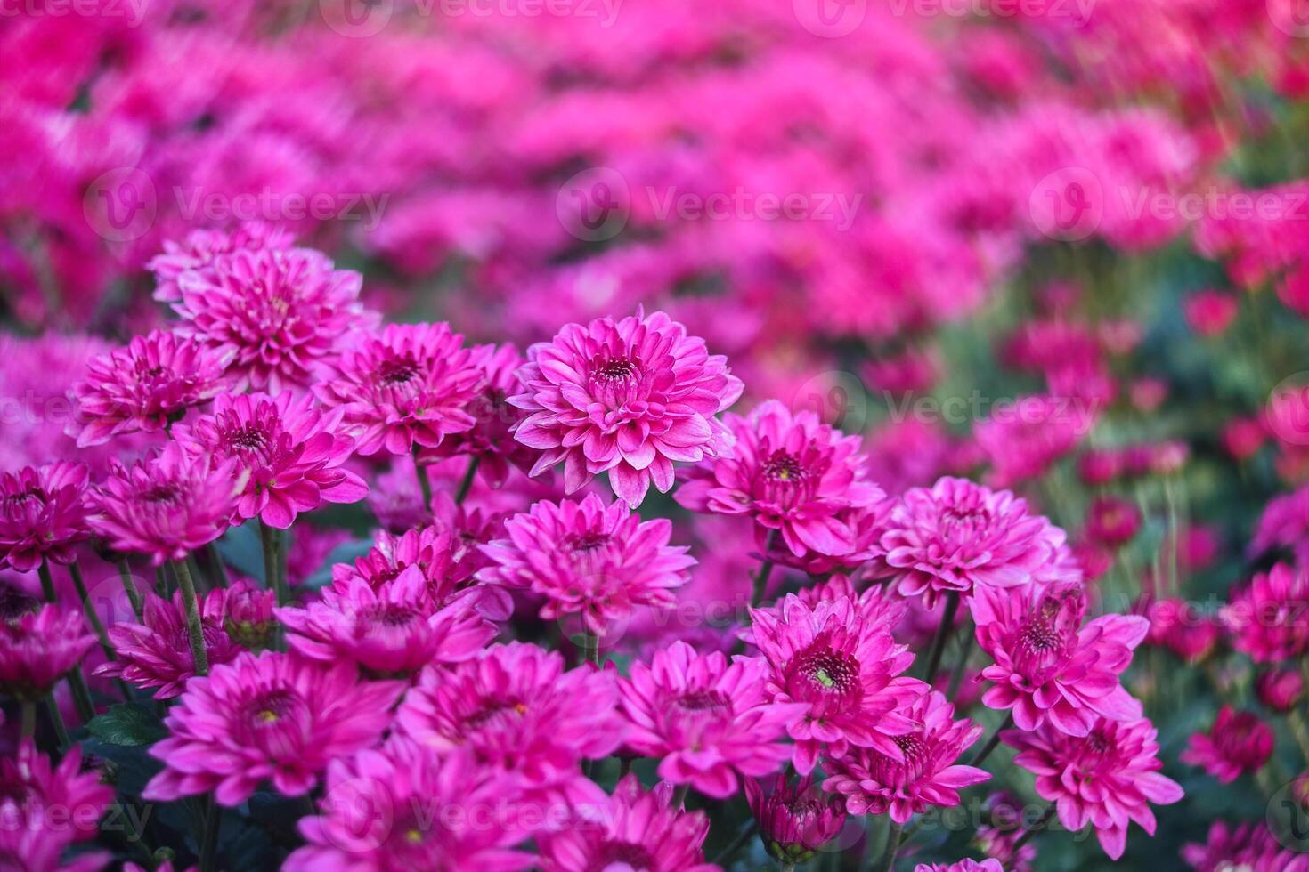 beautiful purple chrysanthemum on blur background. photo
