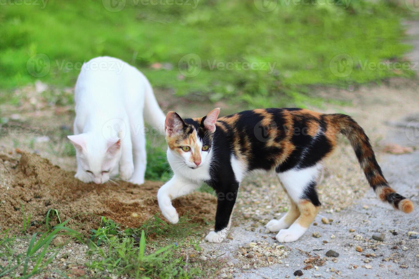 two furry adorable cats are looking for prey. photo
