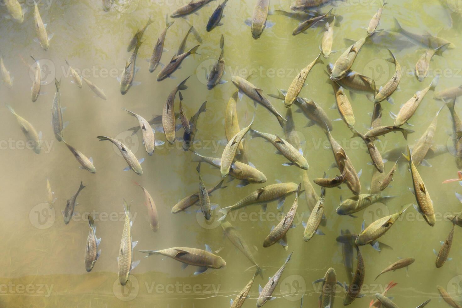 group of asian carp in fresh water. photo