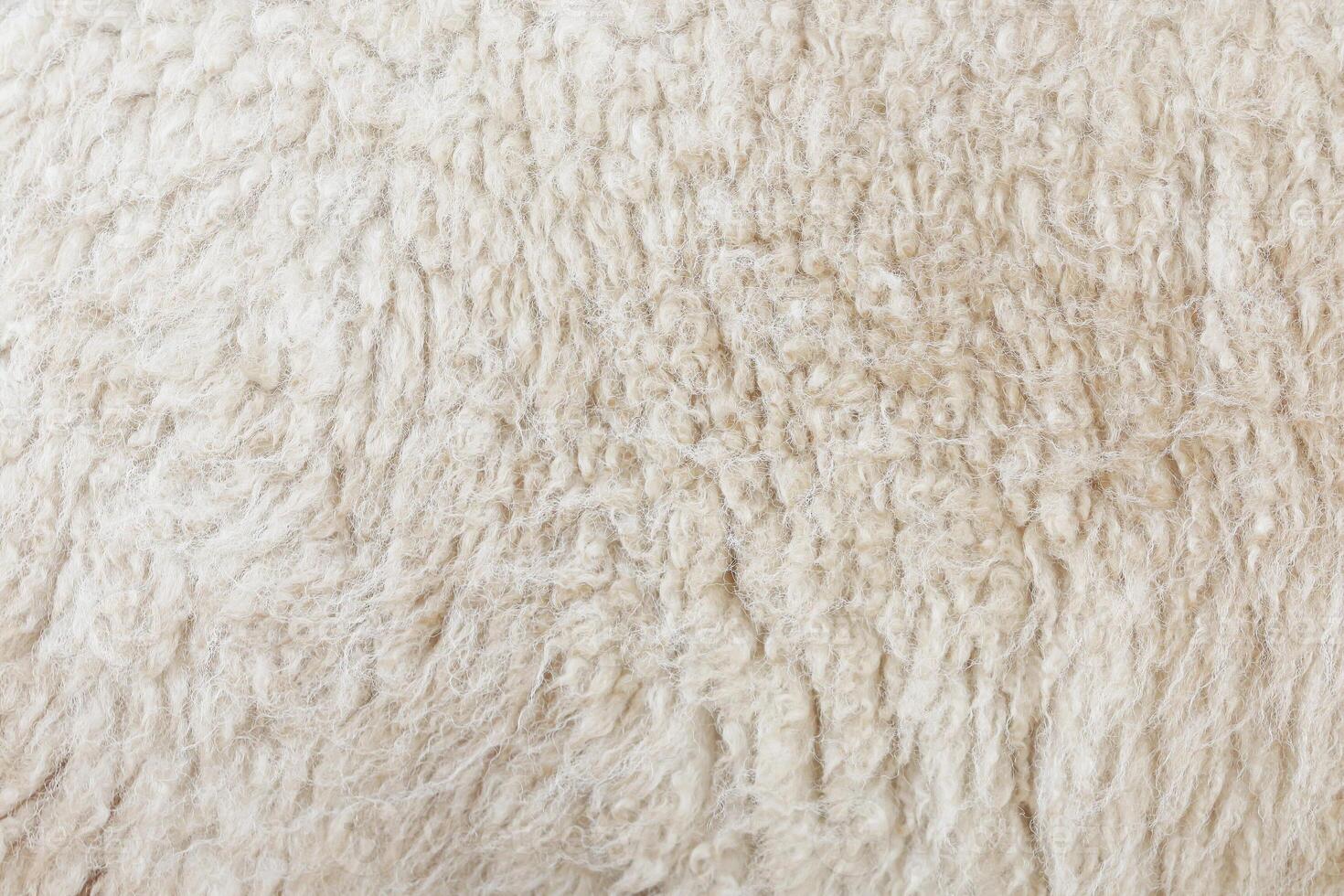 real white sheep wool texture for pattern and background. photo