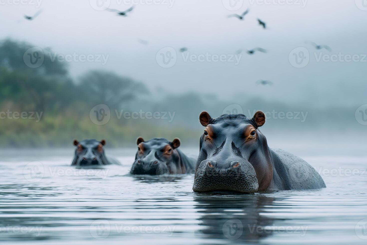 Majestic hippos swimming in misty river landscape photo