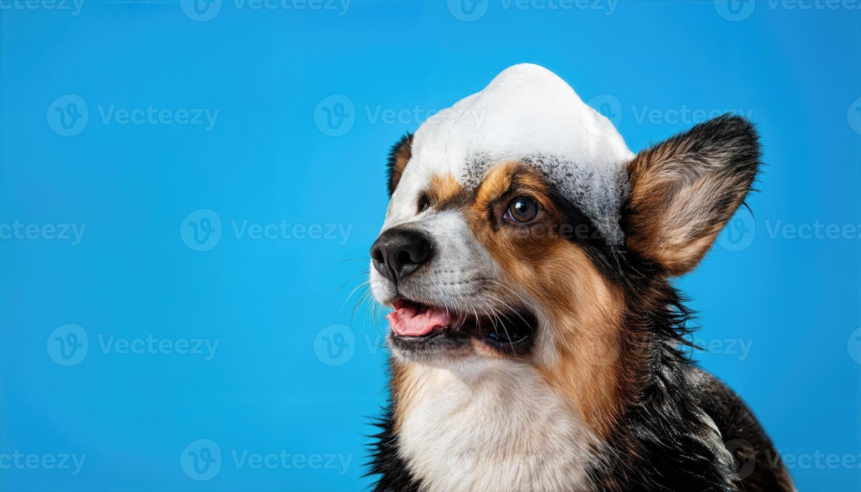 Playful Corgi in a Bubbly Blue Bathtime Bliss, Delighting Viewers with Energetic Joy and Adorable Antics. photo