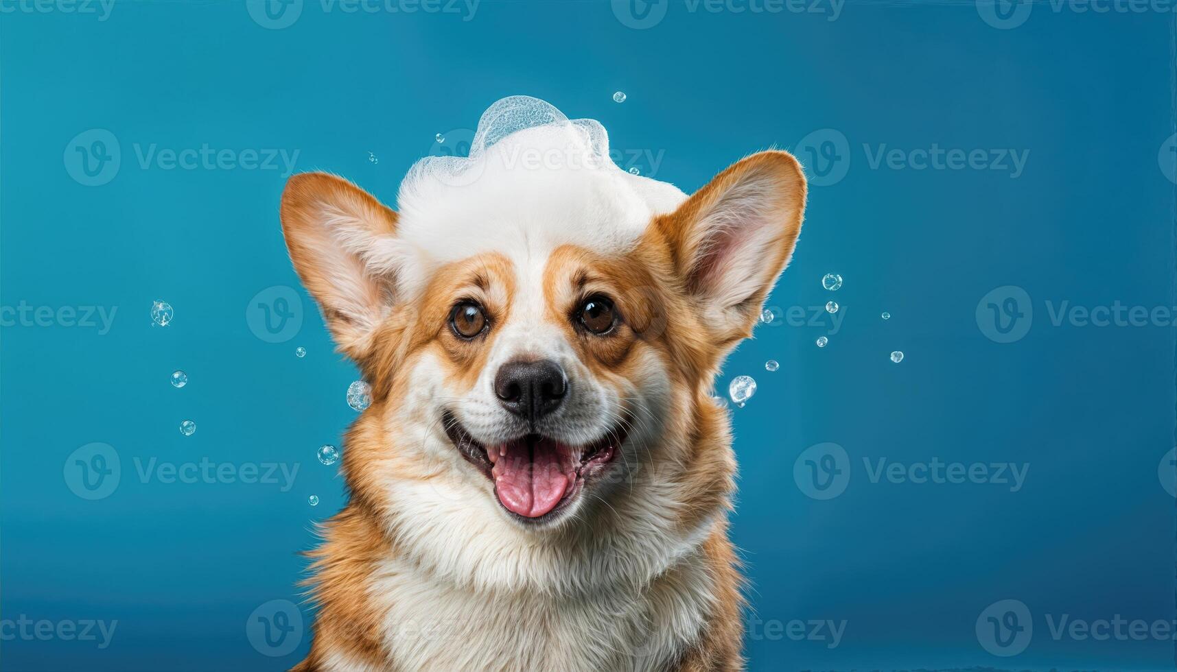 Playful Corgi Enjoying a Foamy Bath on Blue Backdrop, Radiant Spirits and Bubbly Fun in this Charming Scene. photo