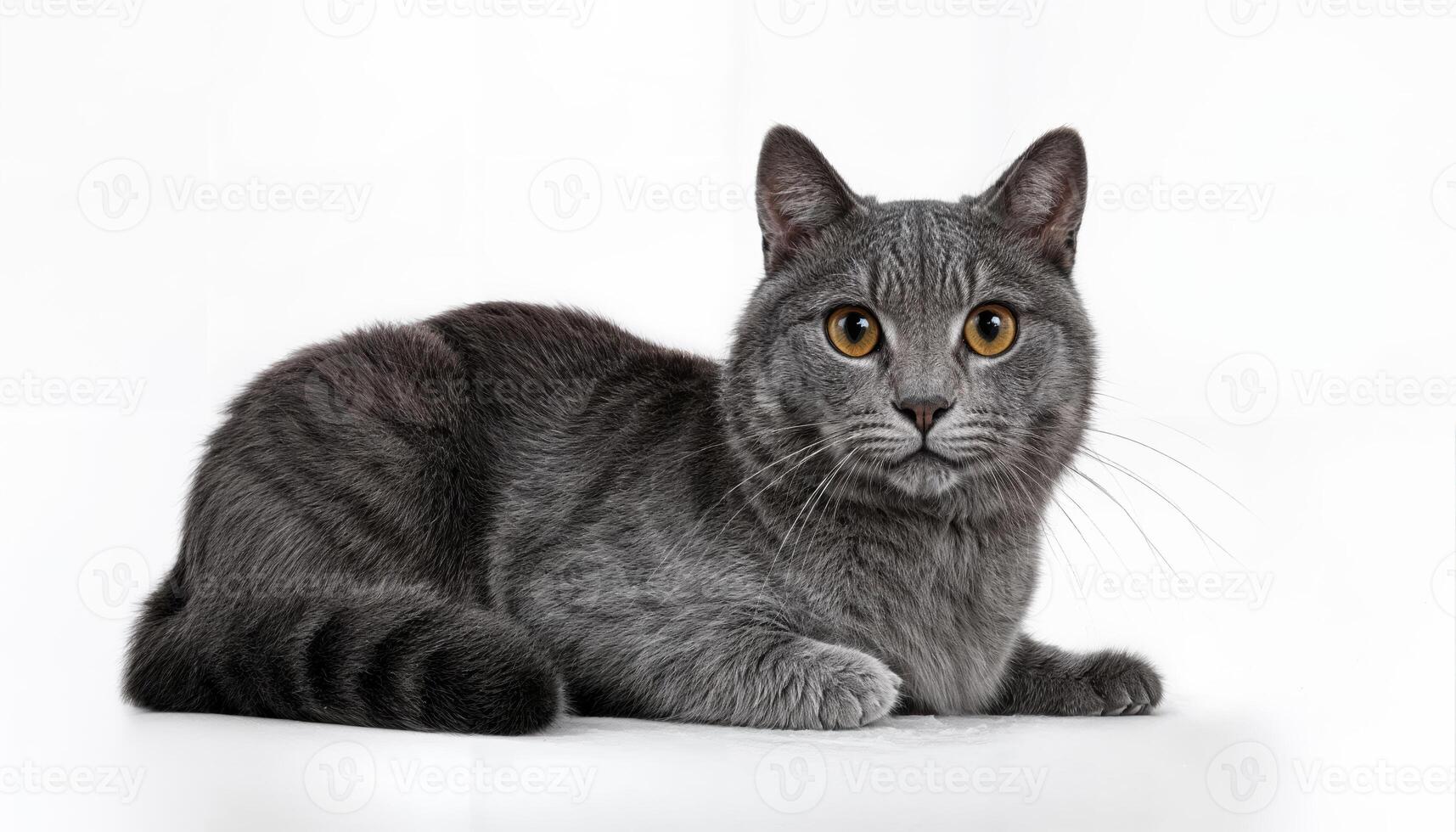 Gray Feline in Repose A Serene Portrait of a Graceful Cat Amidst Shades of Charcoal and Whimsy, Exuding Calm and Solitude in a Moody Atmosphere. photo