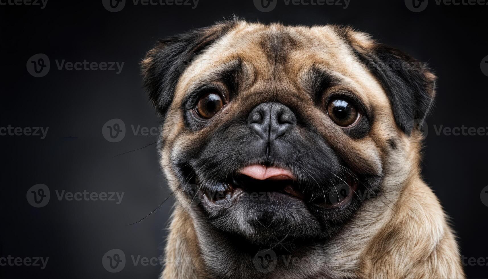 Charming Pug on a Dark Background, Adorable and Mischievous Pup Poses against a Striking Contrast, Capturing Playful Energy in a Dramatic Scene. photo