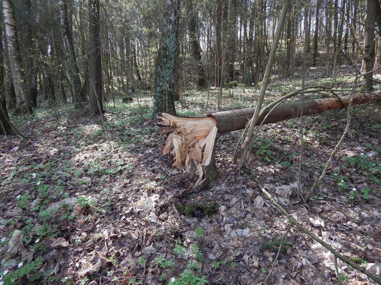 A tree in the forest was broken by the wind. The tree trunk and texture of the tree are visible. photo